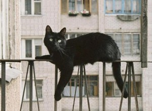 кот на балконе фото (6)